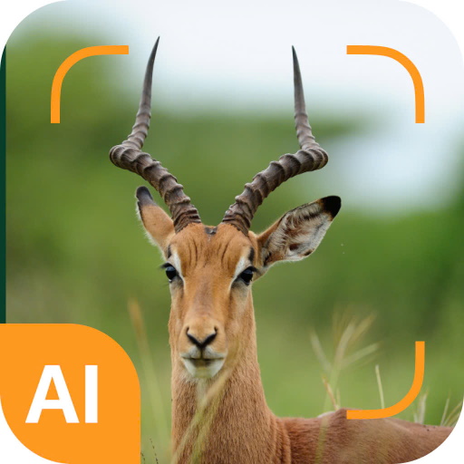 App 4 Icon